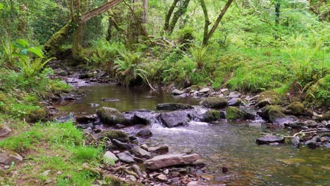 4K-view-of-some-fresh-water-flowing-down-the-Horner-river-in-the-Horner-woods-in-the-middle-of-the-national-park-of-exmoor,-30ffs