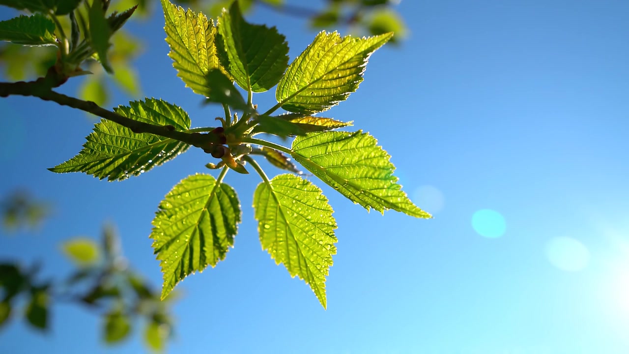 Sun-Drenched Green Leaves Against a Clear Blue Spring Sky