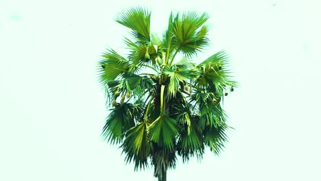 weaver-birds-nest,-Asian-palmyra-palm,-bangladesh-rural-scene