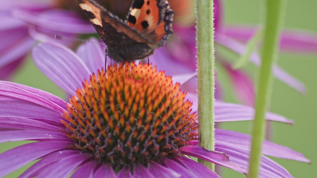 una pequeña mariposa de concha de tortuga come néctar de coníferas de naranja a la luz del sol durante el tiempo de viento