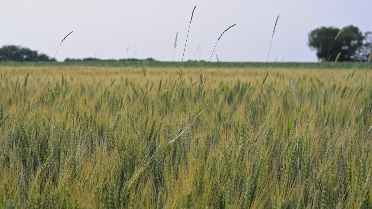A vast wheat field stretches across the landscape, with golden stalks swaying gently in the breeze. The scene captures the ripeness of the crop, ready for harvest, under a clear summer sky.