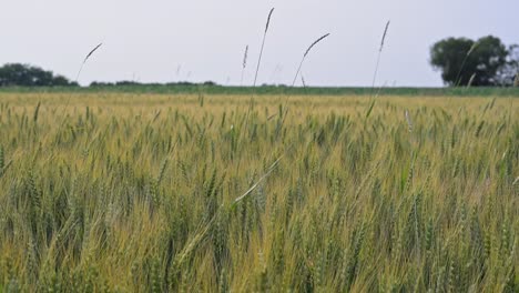 a vast wheat field stretches across the landscape, with golden stalks swaying gently in the breeze. the scene captures the ripeness of the crop, ready for harvest, under a clear summer sky.
