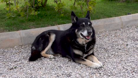 country shepard laying on gravel