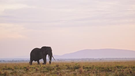 slow motion of african elephant wildlife at sunrise in masai mara, africa safari animals, beautiful sunrise sunset sky, large male with big tusks walking grazing in savannah landscape scenery