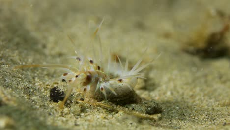 extraña criatura marina con aspecto extraterrestre filmada bajo el agua con luces de colores cambiantes