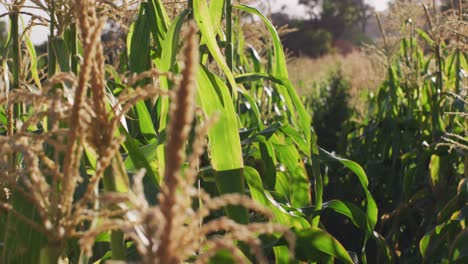 video de una granja ecológica con maíz y verduras en un día soleado