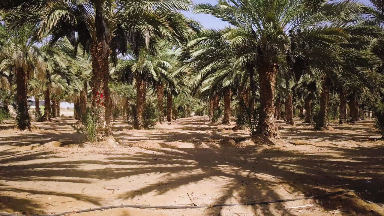 Arava Desert, Israel, Date Palms - Dynamic Dolly Out Shot