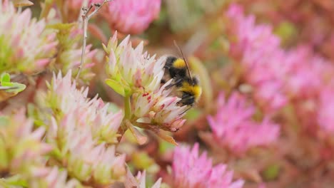 Hummel-Sammelt-An-Sonnigen-Tagen-Blütennektar.-Hummel-In-Makroaufnahme-In-Zeitlupe.