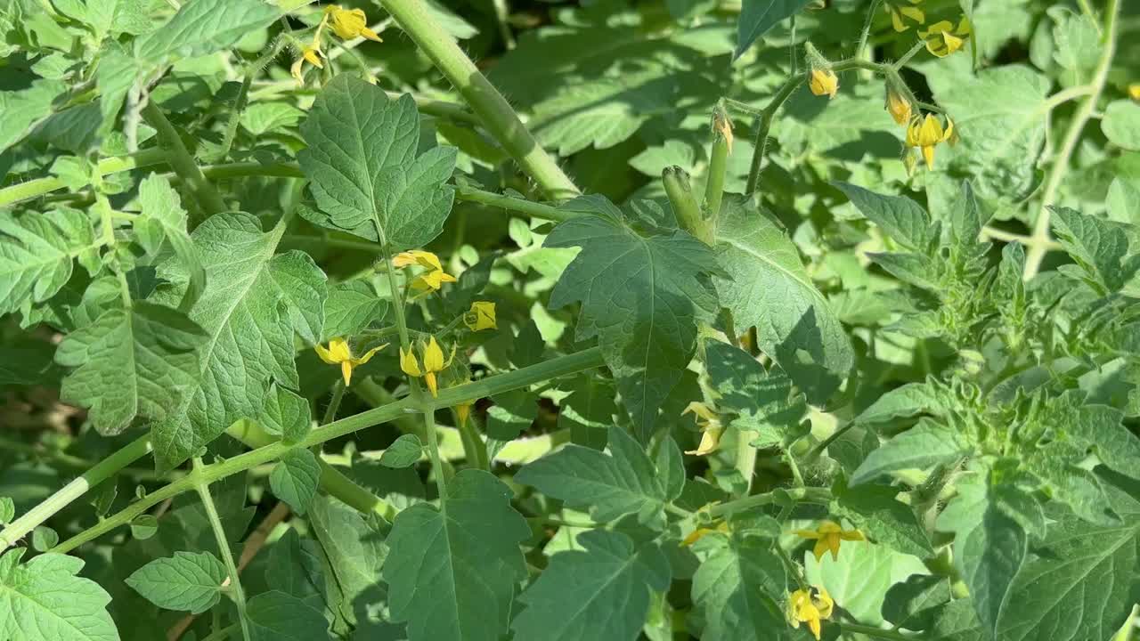 closeup shot of tomato's flower