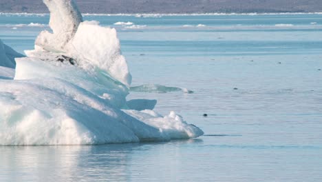 Seal-swimming-along-iceberg-with-only-its-head-visible-above-water