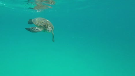 Sea-turtle-on-Redang-Island,-Malaysia