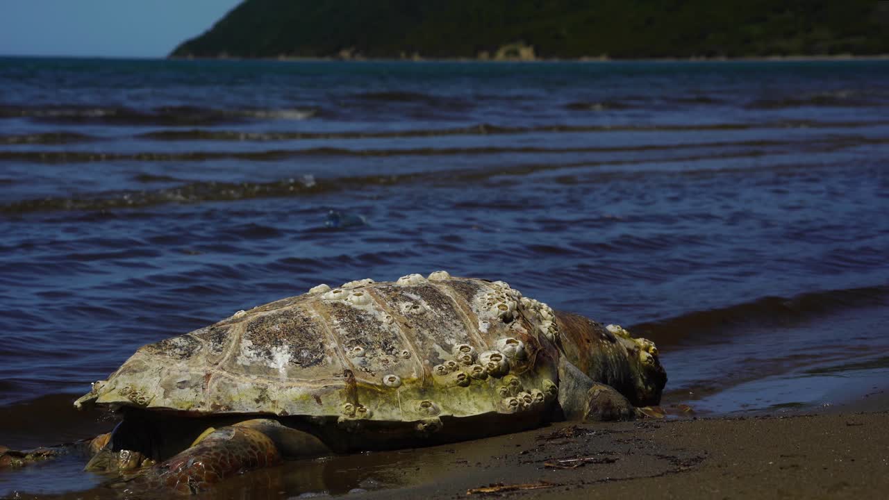 Dead sea turtle on shore of Mediterranean coastline and plastic garbage on background
