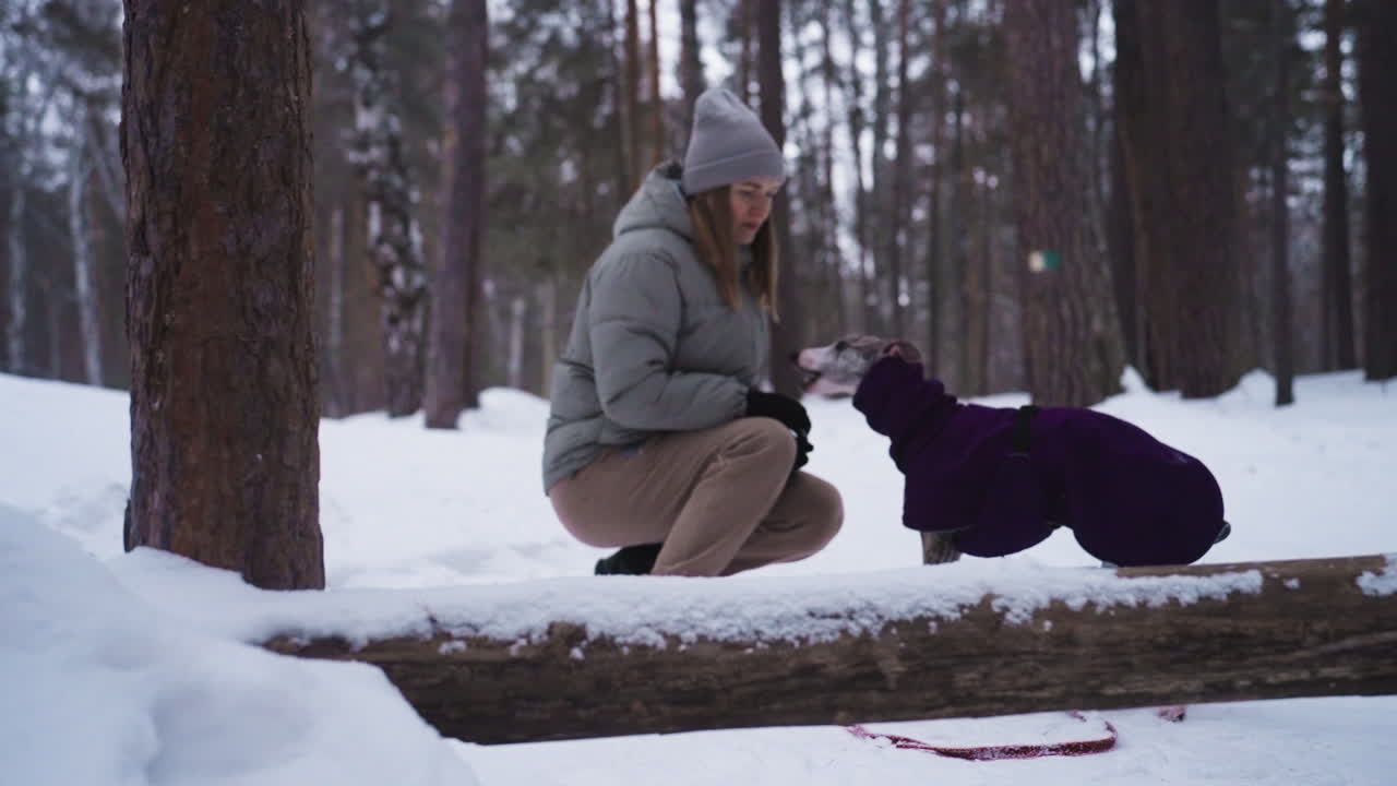 Woman squats in snowy forest facing greyhound wearing purple jacket, engaging in gentle interaction. Scene framed by tree trunks and snow-covered log, capturing peaceful winter moment