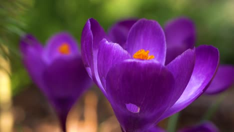 azafranes en color violeta clásico creciendo en un sol primaveral a pesar de algunos agujeros en los pétalos hechos por algún insecto