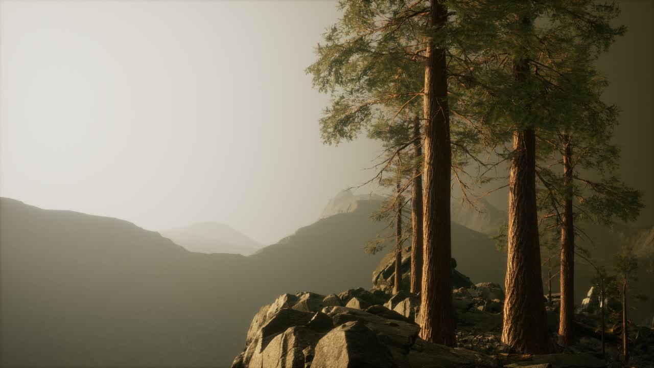 árboles en la niebla en las montañas