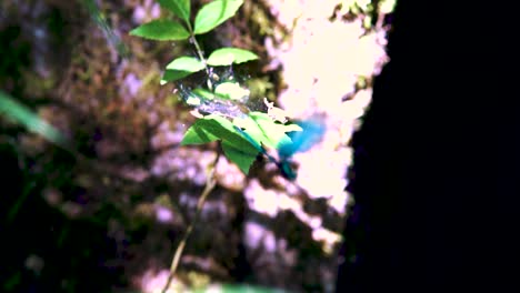 Close-up-of-a-shiny-blue-dragonfly-on-branch,-Ebony-Jewelwing-flying-away-in-slowmotion