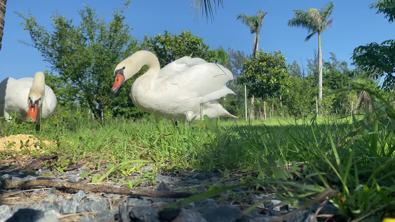 grupo de cisnes blancos comiendo y tomando sol, animales pájaros