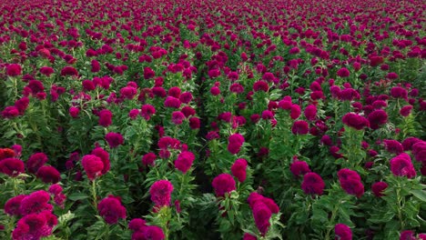 video de una plantación de flores de terciopelo en el centro de méxico