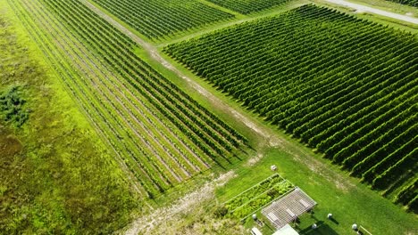 As-seen-from-the-air,-a-lush-vineyard-shows-off-rows-of-grape-vines-used-for-wine-making