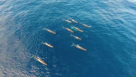 A-pod-of-12-sperm-whales-swimming-peacefully-in-the-ocean