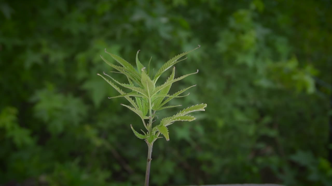 cerrar pan alrededor de la planta de cáñamo con fondo verde fuera
