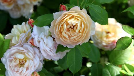 Schöne-Reine-Aprikosenblüten---In-Der-Mitte-Dunkler,-Zum-Rand-Hin-Blasserrossa-Gras-Auskeppy,-Strauchrose