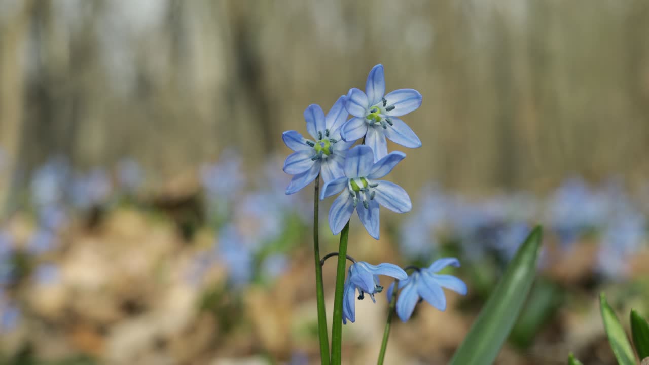 - 시빌라 시베리카 (scilla siberica) 또는 파란 눈송이 (blue snowdrop) 의 근접 사진. 바람에 흔들리는 작은 꽃. 아래에서 볼 수 있습니다.