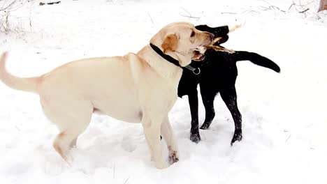 two labrador dogs playing together