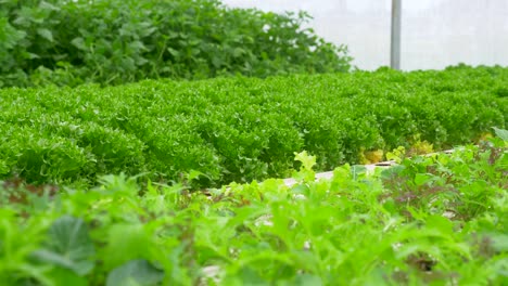 green leafy lettuce plants in an hydroponic growing setting