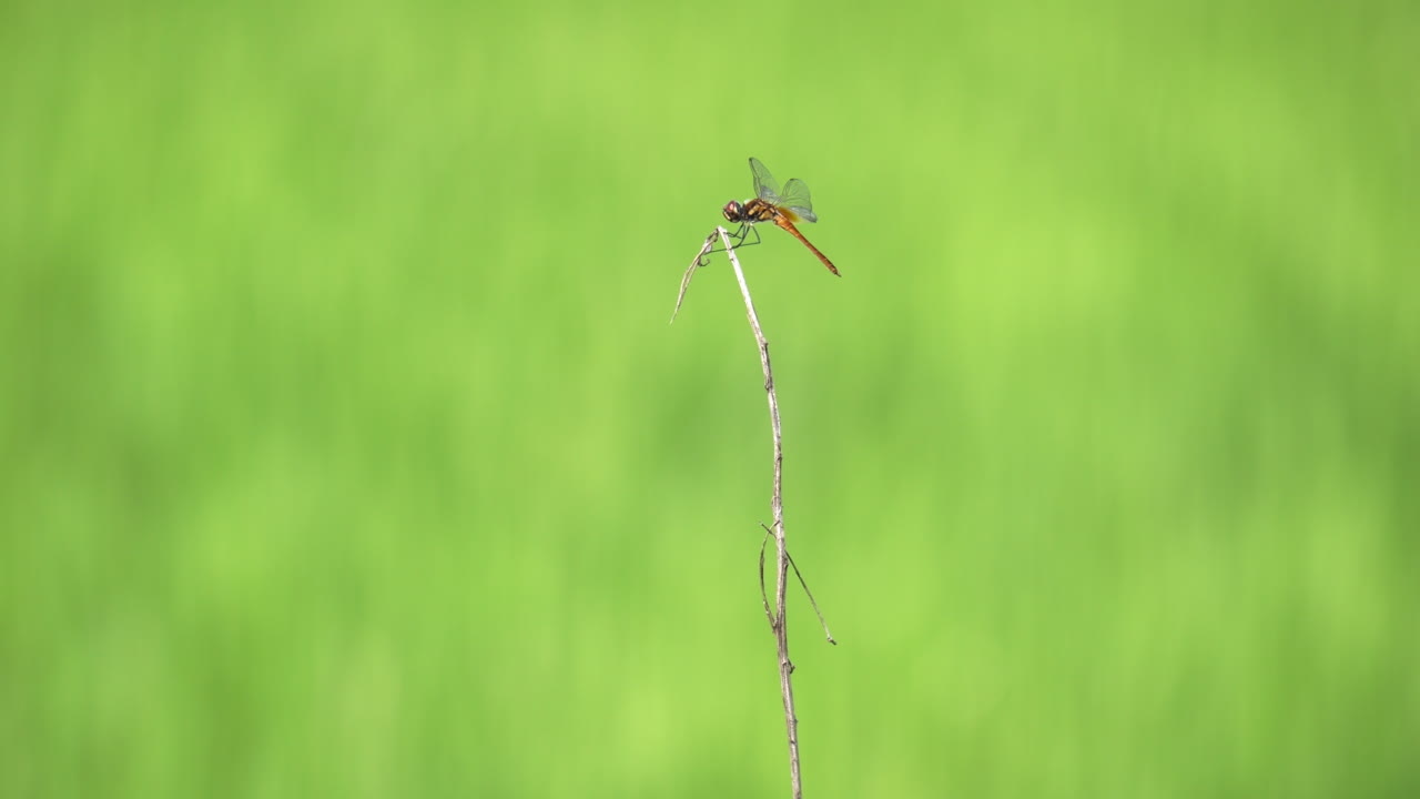 벌거벗은 가지의 끝에 앉아 있는 한 마리의 독수리는 작은 지이의 에 움직이지 않고 매달려 있습니다.