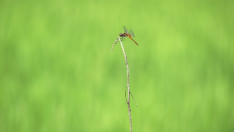 perching at the tip of a bare twig, a dragonfly is hanging on motionless at the side of a tiny stick