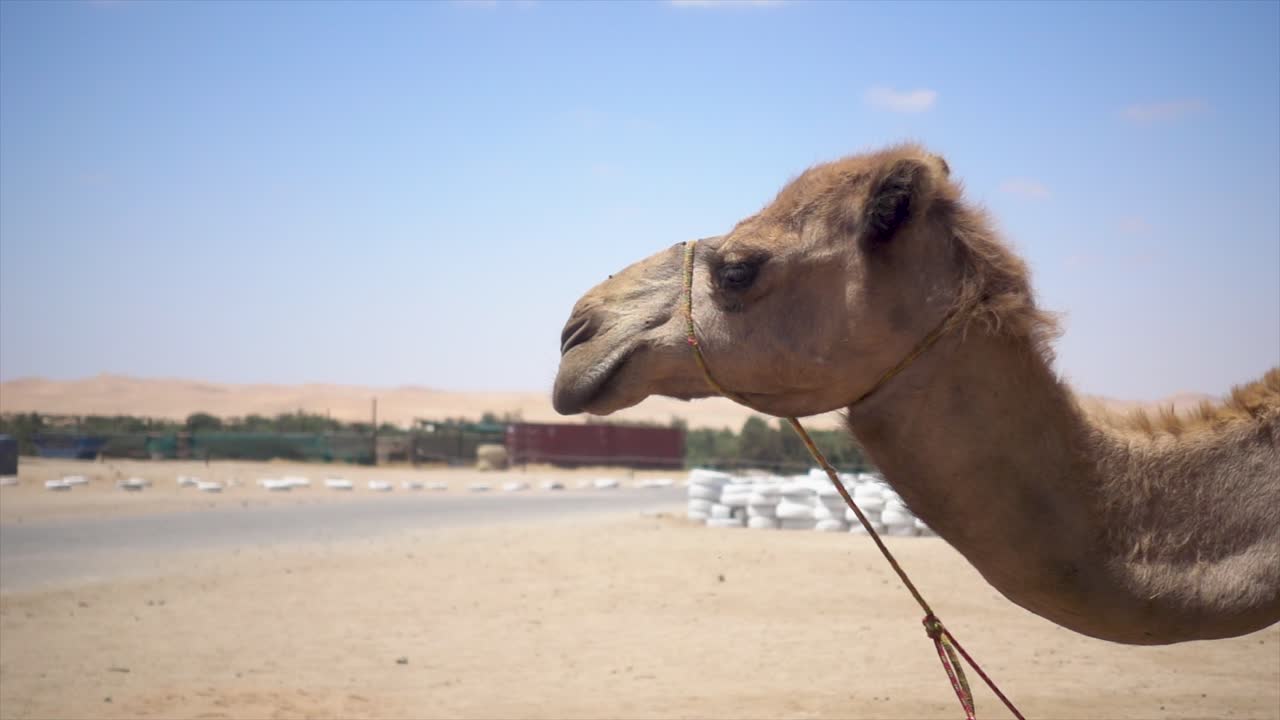 perfil lento de un camello africano mirando hacia el cielo azul, con moscas alrededor de la cabeza