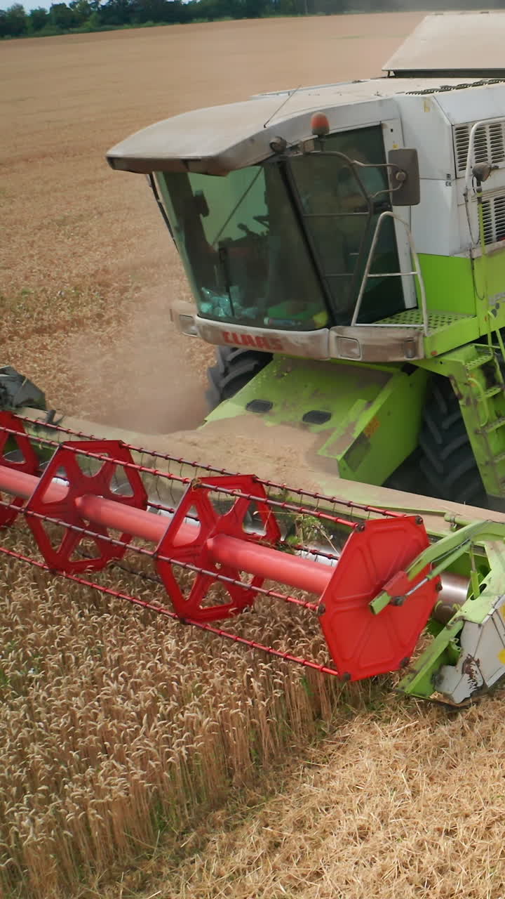 Agricultural big combine gathering yellow plants. Machinery harvesting on the field. Vertical video
