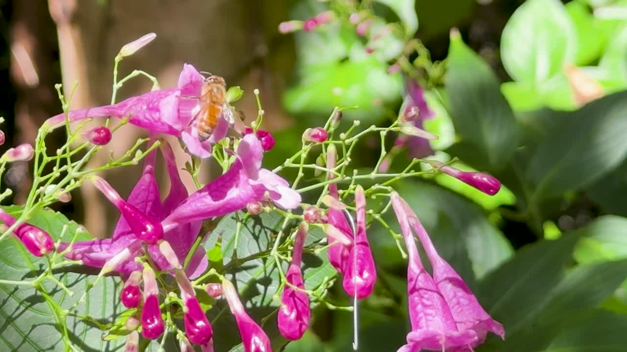 Un'ape raccoglie nettare da fiori viola brillanti in un'ambientazione da giardino illuminata dal sole.