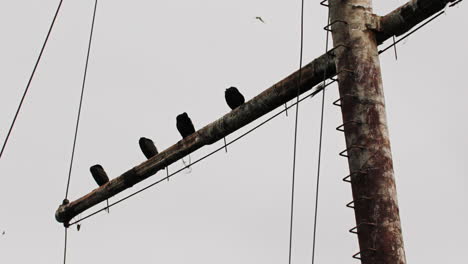 Birds-on-the-mast-of-rusty-red-shipwreck-stuck-in-shallow-green-water