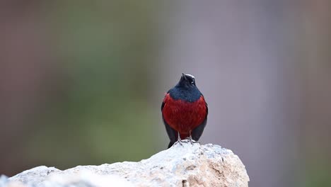 hermoso pájaro blanco con gorra roja en la roca