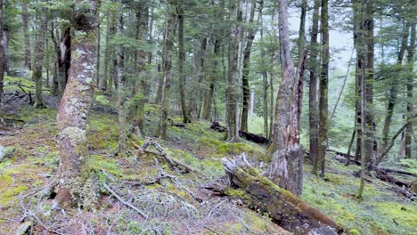 Camera slowly pans across lush, moss-covered forest floor with tree trunks and soft daylight