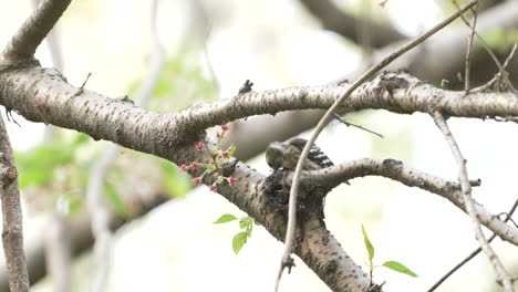 view of a japanese pygmy woodpecker pecking on a tree branch in the forest near saitama, japan - close up - slow motion