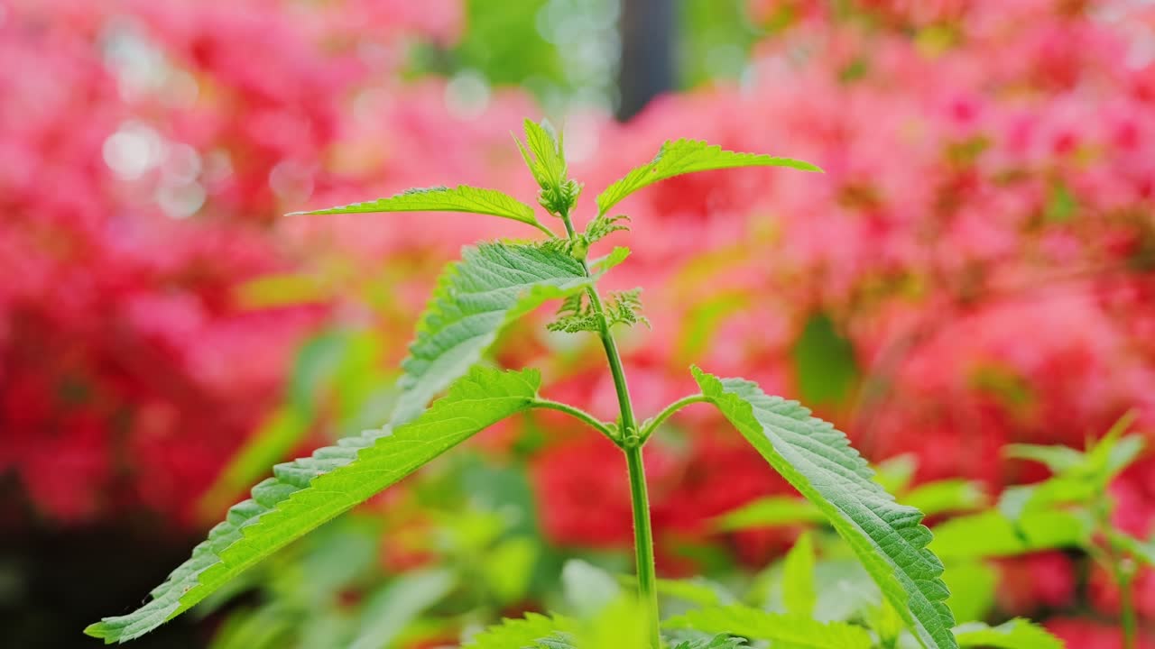 Nettle swaying gently in wind with pink rhododendron background slow motion
