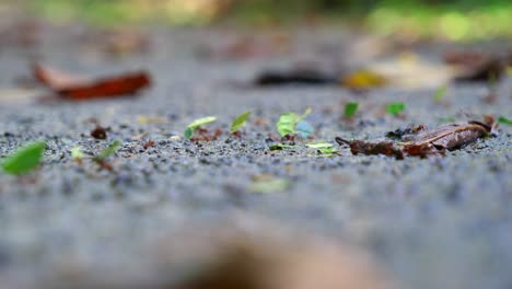 focus shot, an army of ants marching carrying their food on soil coast of lake arenal in costa rica