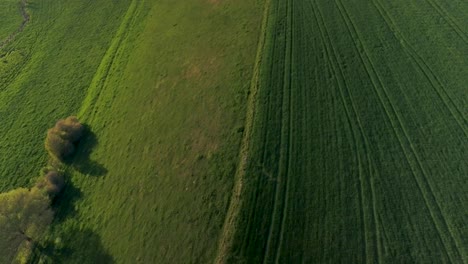 Drone-flight-top-down-above-green-fields-and-trees