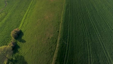 vuelo de drones de arriba hacia abajo sobre campos y árboles verdes