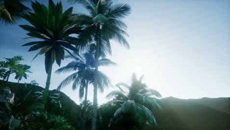 los rayos del atardecer a través de las palmeras