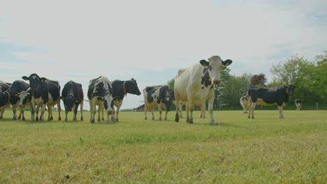 Slow-Motion-Shot-Of-Herd-Of-European-Cows-Grazing-In-Green-Land