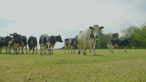 slow motion shot of herd of european cows grazing in green land