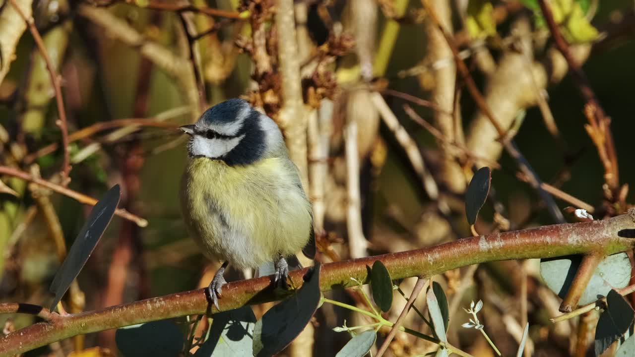 ave teta azul cerrar colorido silvestre posado lindo