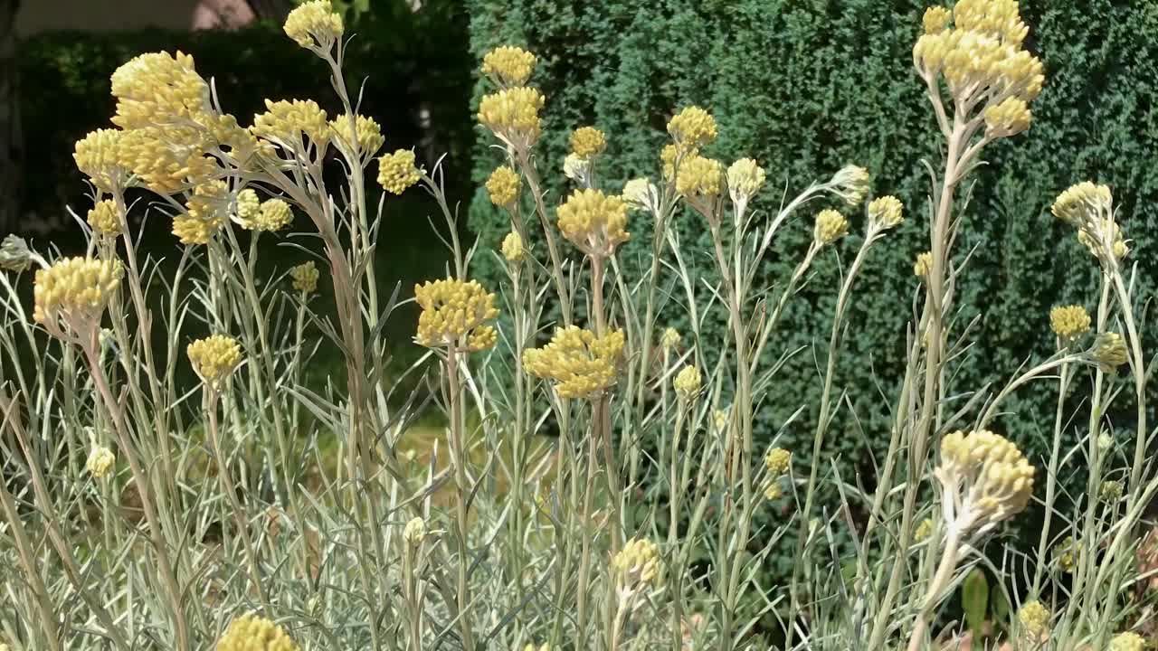 Front Close-Up of a Windblown Immortelle Plant