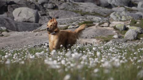 golden retriever running through wildflowers in norway's rocky terrain, joyful and free