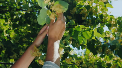 Herbalist-Hands-Pick-Pluck-Linden-Flowers-To-Make-Healthy-Healing-Tea-Close-Up-Shot