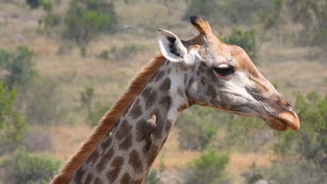 Primer-Plano-De-Una-Jirafa-Masticando-Algo-De-Comida-Mientras-Un-Pájaro-Está-En-Su-Cuello-Picoteando